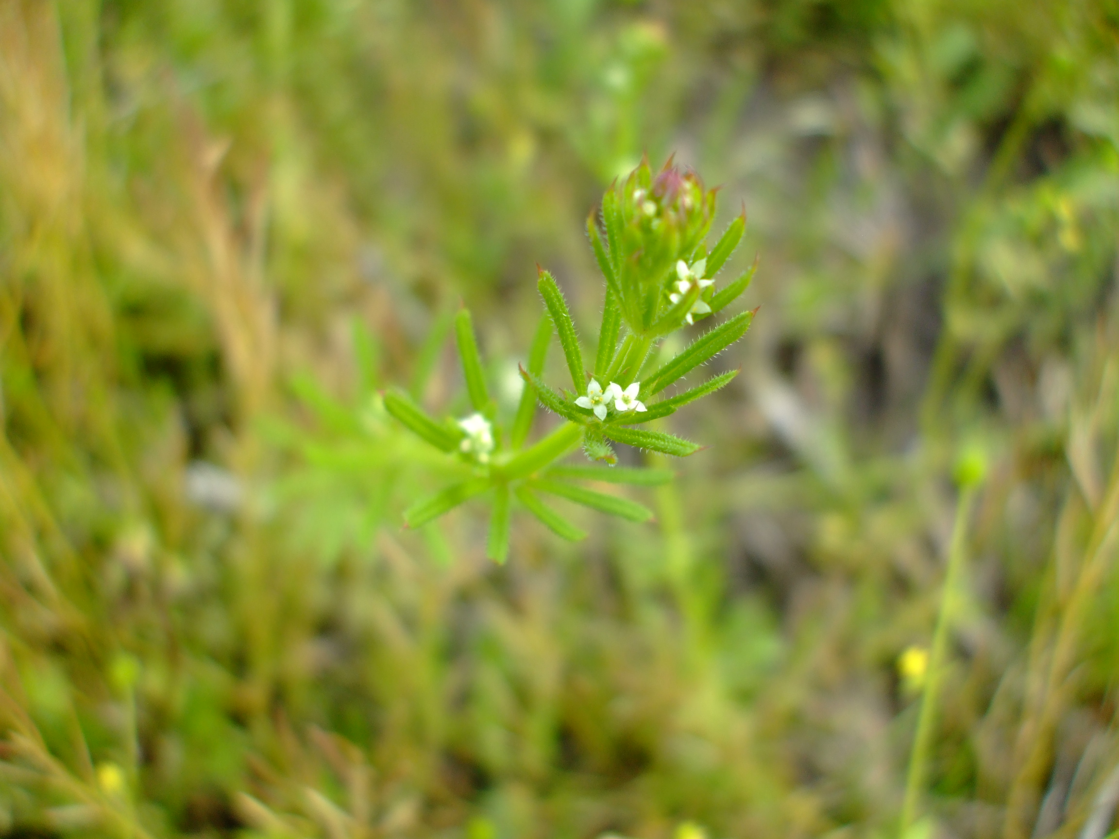 Galium aparine